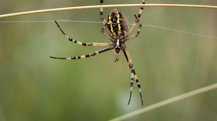 Découvrez les Araignées au Centre-Nature de La Sauge à Cudrefin