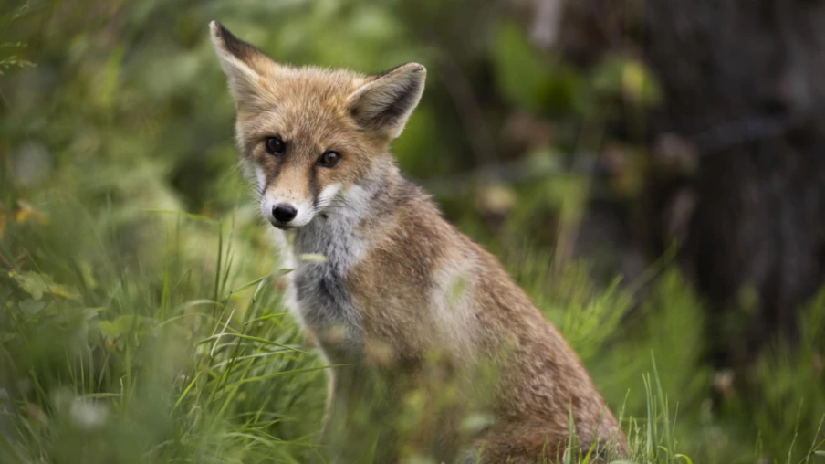 Augmentation des cas d'échinococcose alvéolaire en Europe : étude détaillée