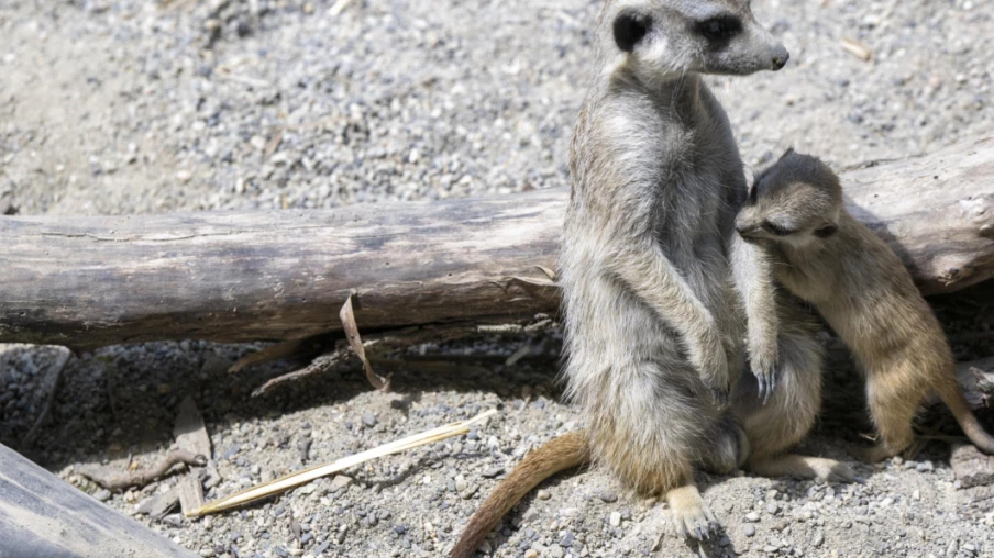 Pétition à Genève pour soutenir le projet du nouveau Bioparc