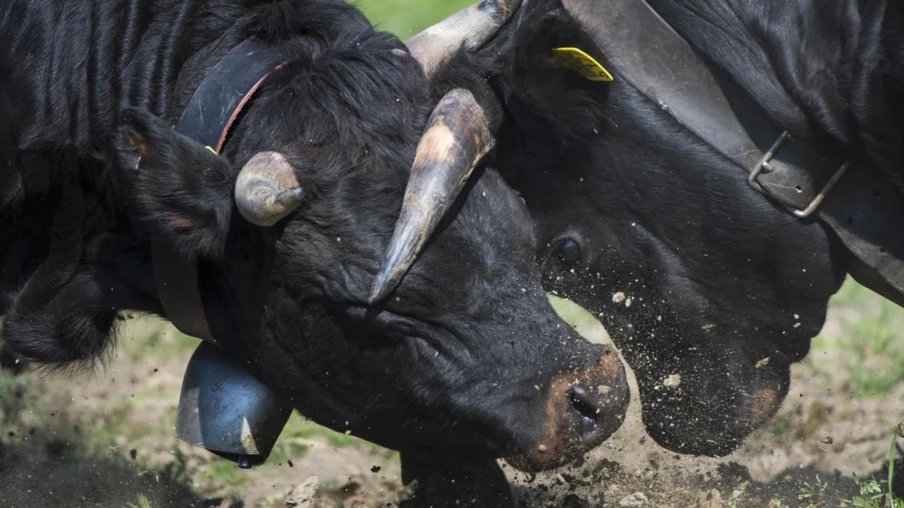 Report du Combat des Reines à Bonatchiesse pour Dermatose Bovine