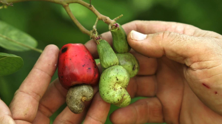 Augmentation des allergies graves aux noix de cajou chez les enfants