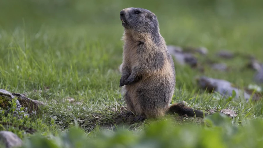 Les marmottes s'installent plus haut avec le changement climatique