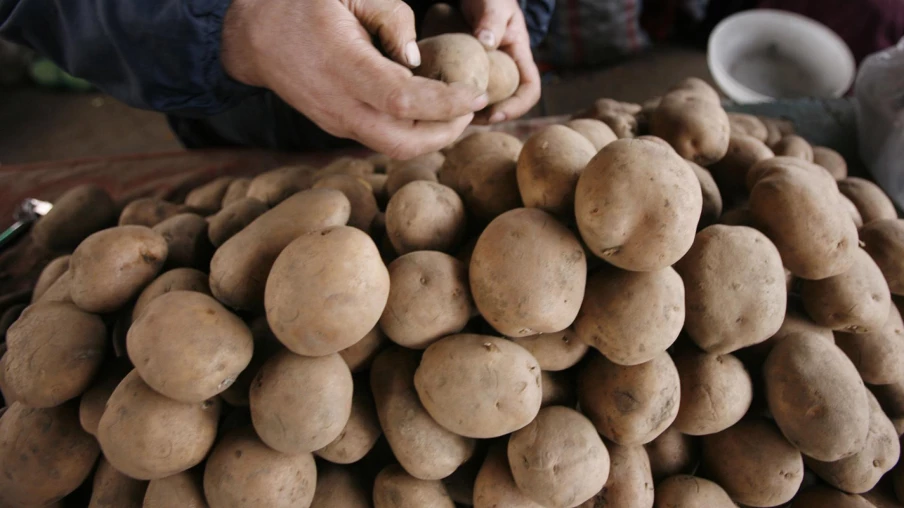 Recherche : L'Origine Génomique de la Pomme de Terre Moderne