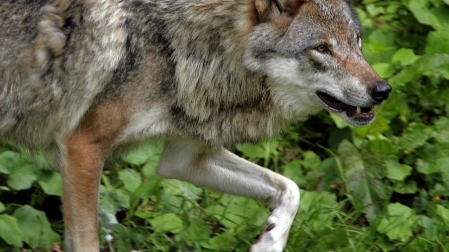 Vaud doit intensifier les tirs de régulation des loups, selon ARRGP