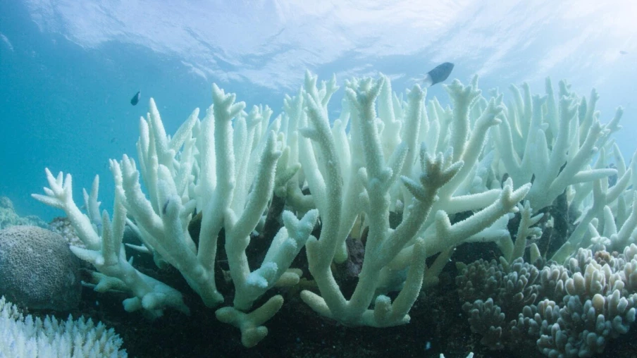 Blanchissement record de la Grande Barrière de Corail en 2024 : rapport alarmant