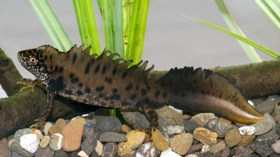Triton crêté retrouvé dans la Grande Cariçaie grâce à l'ADNe