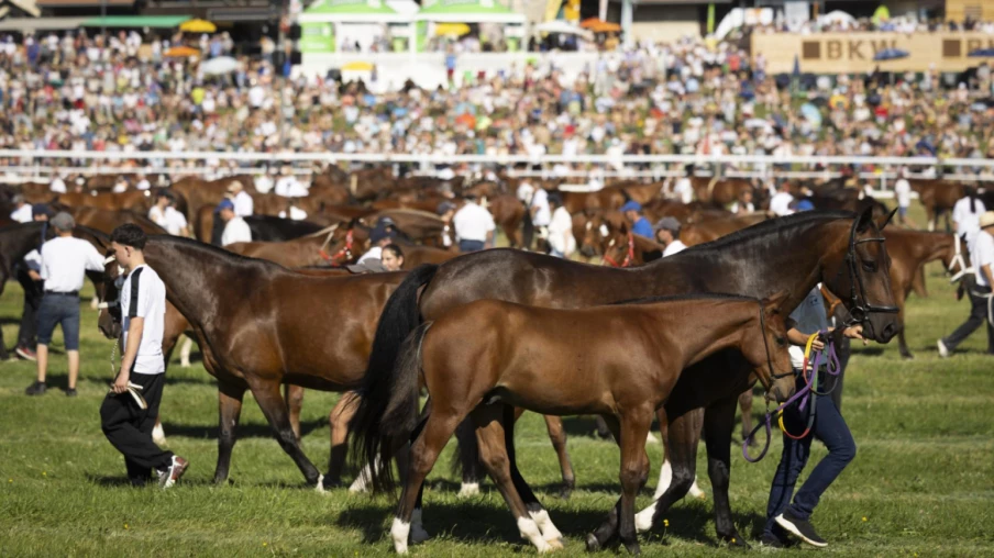Marché-Concours de Saignelégier: 120e édition sous un soleil radieux