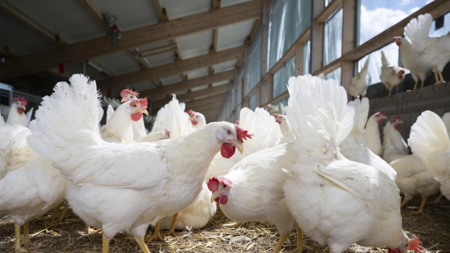 Conseil fédéral recommande le rejet de l'initiative sur l'alimentation