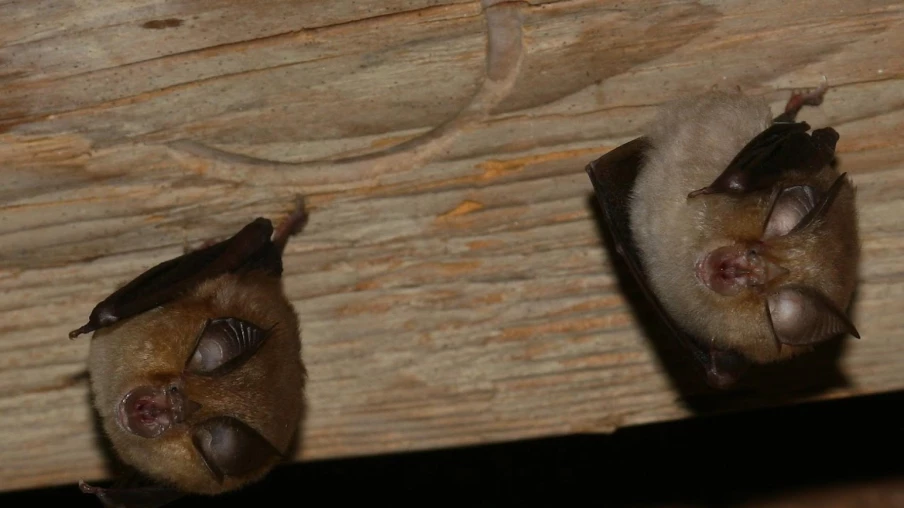 Nuit des chauves-souris à Onex (Parc des Evaux) — 29 août