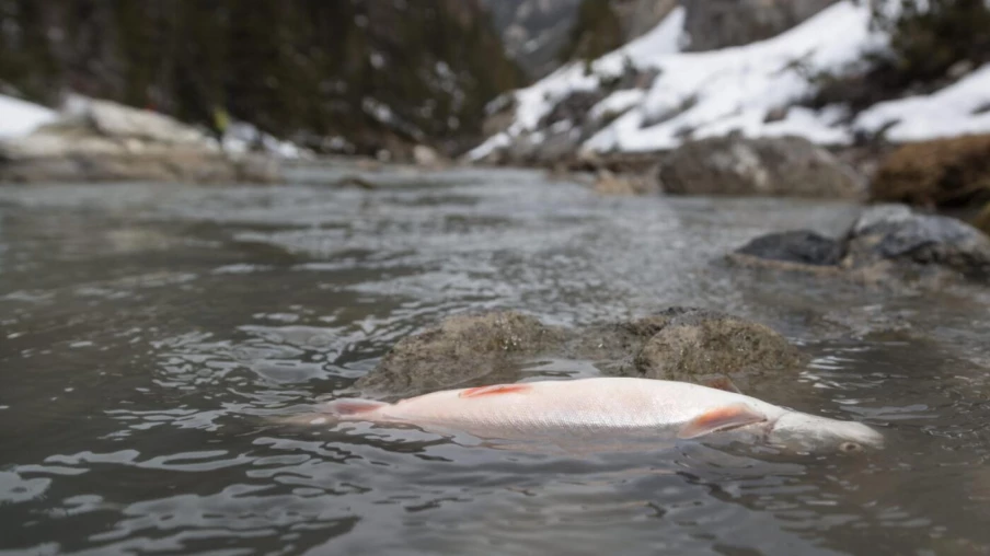Dépollution du Spöl (PCB) au Parc national suisse: travaux lancés