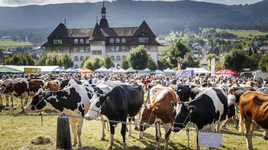 Foire de Chaindon à Reconvilier (BE) : marché agricole et chevalin