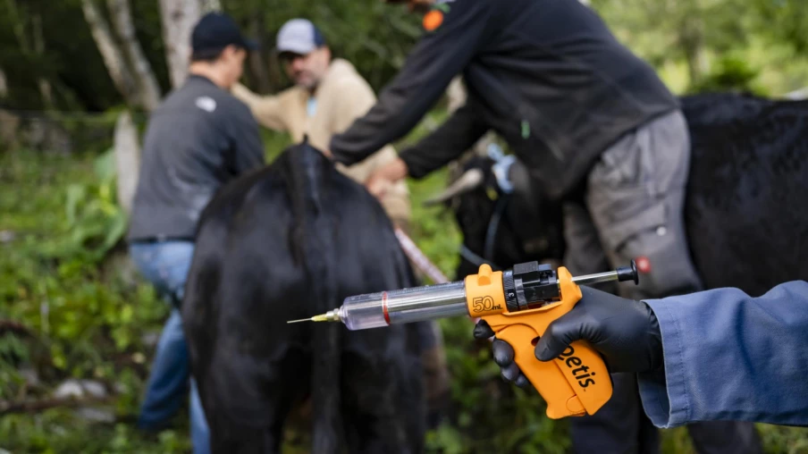 Valais : la dermatose nodulaire contagieuse menace la désalpe