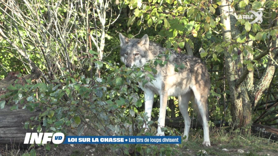 Révision de la loi sur la chasse : le tir du loup toute l'année divise