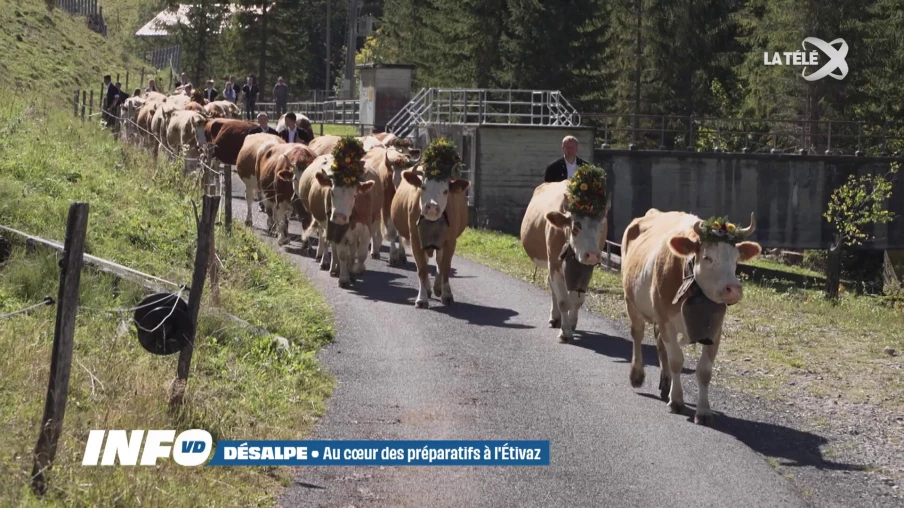 À l'Etivaz, la désalpe au bout d'un été de labeur