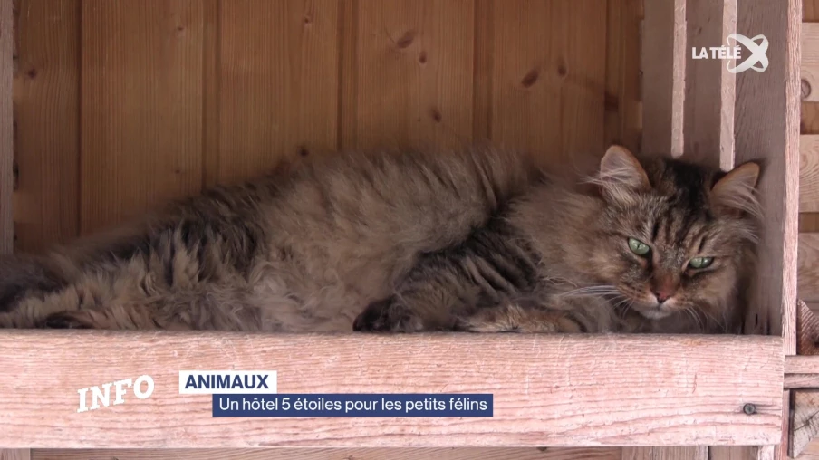 Le Point du Jour : une pension haut de gamme pour chats à Essertine-sur-Rolle