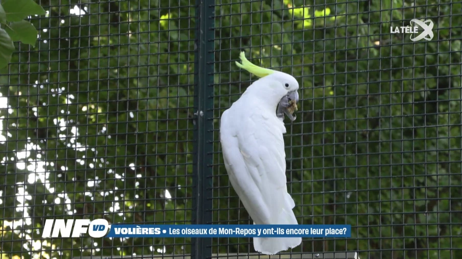 Les volières de Mon-Repos bientôt fermées?