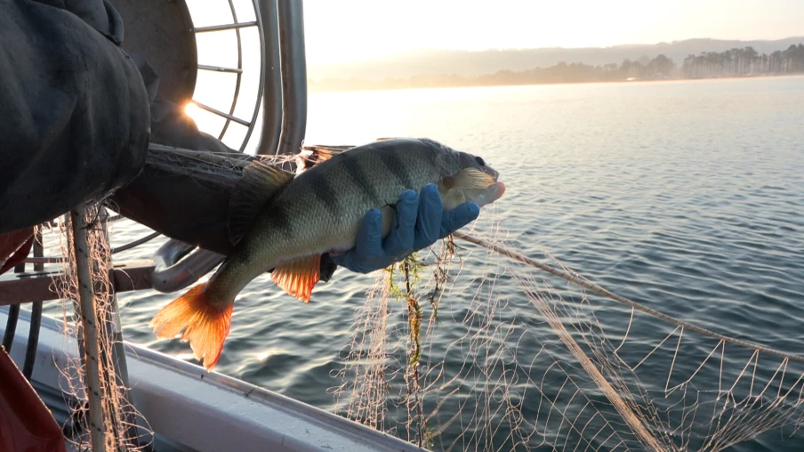 Un nouveau label pour valoriser les poissons sauvages suisses