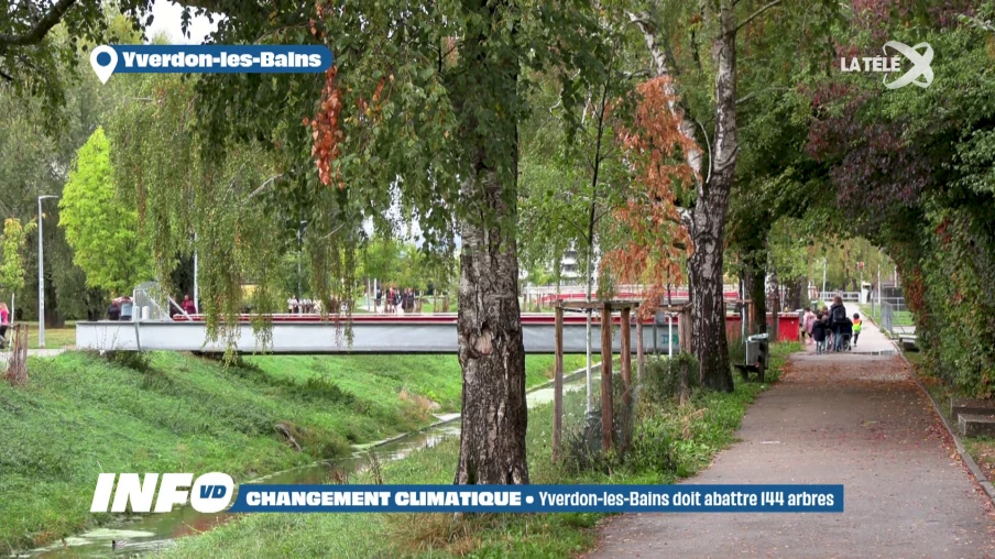 Après un été dévastateur, les Villes doivent couper des centaines d'arbres