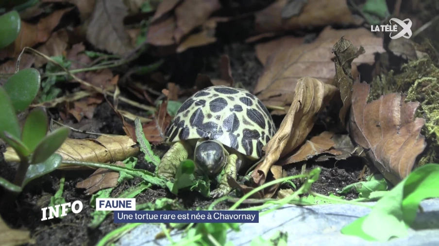 Une tortue étoilée de Madagascar naît au Centre Emys de Chavornay
