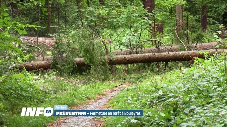 Forêt de Bouleyres : une partie fermée au public en raison des risques liés à la sécheresse