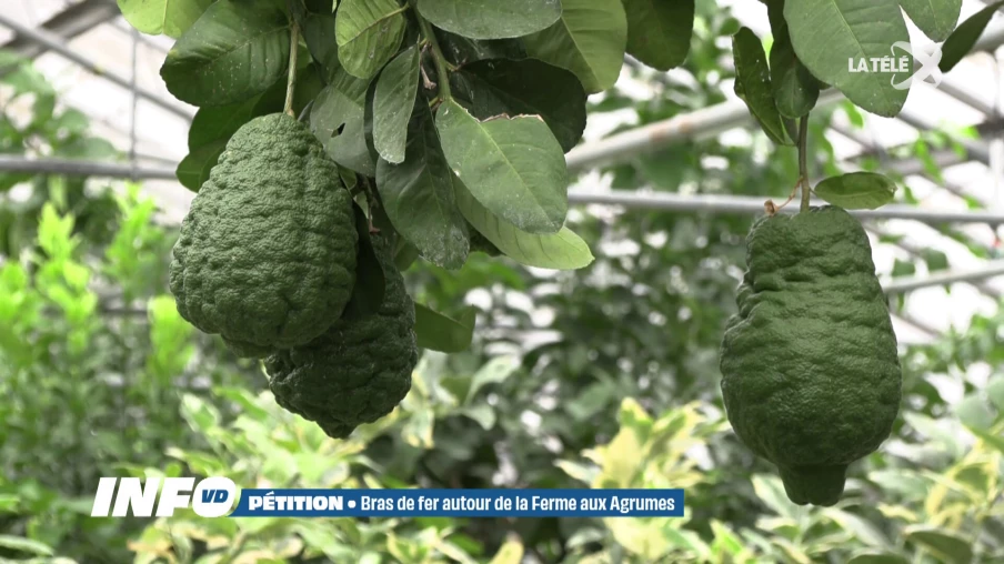 La ferme aux agrumes de Borex menacée de disparition par un conflit avec la commune