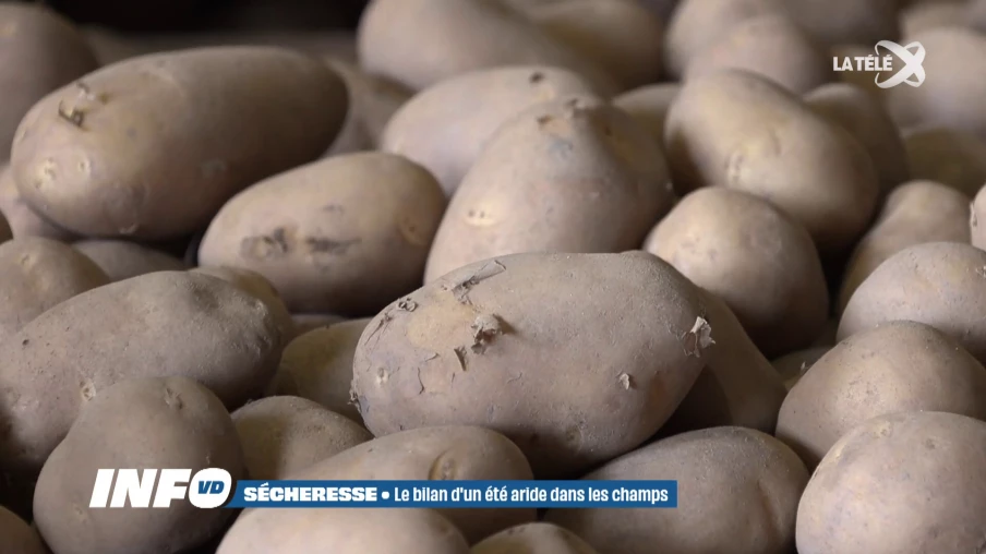 Sécheresse record : les agriculteurs face à des pertes de cent millions de francs