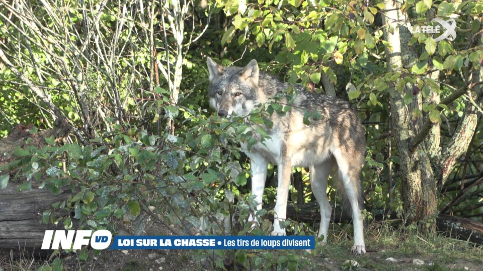 Révision de la loi sur la chasse : le tir du loup toute l'année divise
