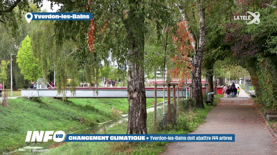 Après un été dévastateur, les Villes doivent couper des centaines d'arbres